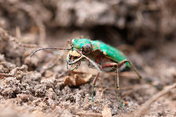 Cicindela campestris showing off her powerful jaws
