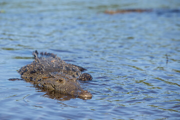 swimming crocodile in the river