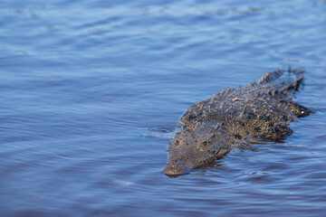 swimming crocodile in the river