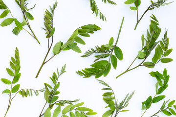 Siamese senna leaves on white background.