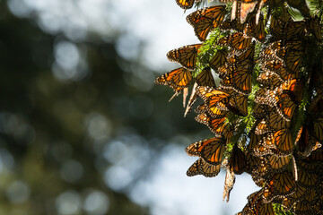 monarch butterfly flying in the forest