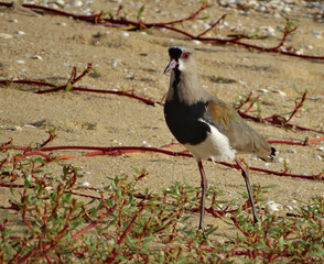 Pássaro Quero-quero passeando na praia do Espírito Santo