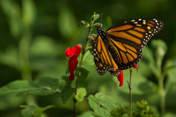 monarch butterfly flying in the forest