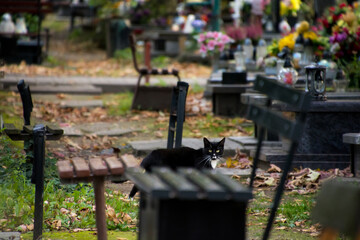 czarny kot na cmentarzu - obrazy, fototapety, plakaty