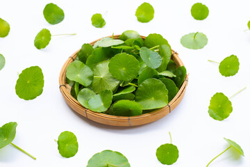 Fresh green centella asiatica leaves or water pennywort  plant