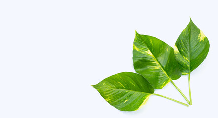 Green yellow golden pothos or devil's ivy leaves on white background.
