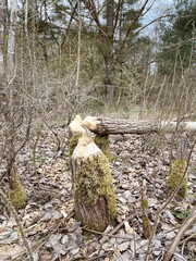 tree damaged, gnawed by beavers, tree trunk plucked in a characteristic way