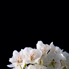 White sweet cherry flowers close-up at the bottom on a black square background. Postcard concept for the beauty industry. Postcard template with sweet cherry flowers.