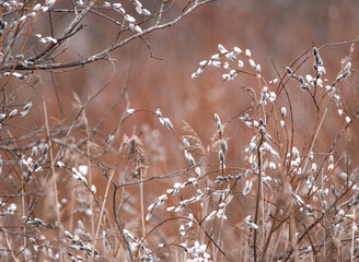 Pussy-willows in spring, a beauty of Easter time