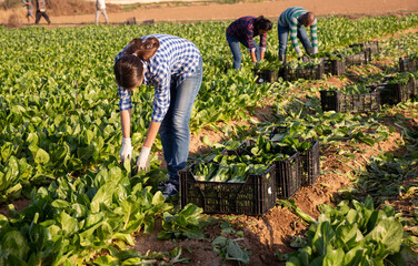 Young woman working in field harvesting green swiss chard