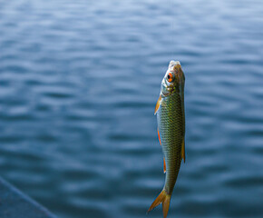 Fishing. Just caught fish on a fishing line and a hook on the background of the river.
