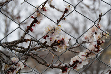 blossom in spring