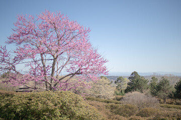 tree in bloom