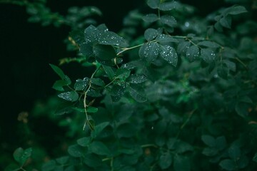 leaves with dew drops