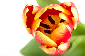 Red-yellow tulip, single flower close-up on the light background, wallpaper. Top view.