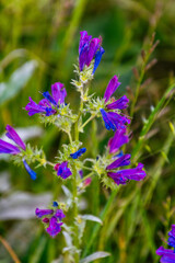 Echium sp pertenece a la familia boraginaceae