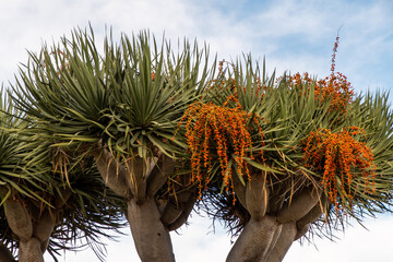 árbol con frutos anaranjados en sus ramas