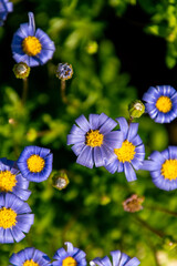 Felicia amelloides pertenece a la familia asteraceae