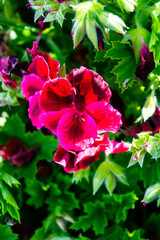 Pelargonium grandiflorum pertenece a la familia Geraniaceae