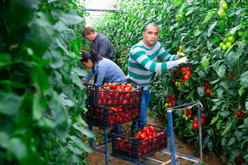 Hispanic grower engaged in cultivation of organic vegetables, hand harvesting crop of ripe red tomatoes in greenhouse