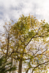 Árbol en los jardines Victoria, en el municipio de La Orotava