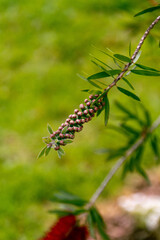 Callistemon rigidus pertenece a la familia myrtaceae