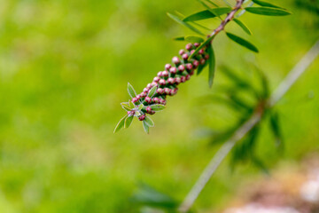 Callistemon rigidus pertenece a la familia myrtaceae