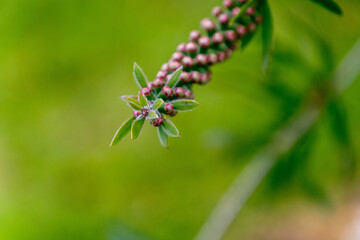 Callistemon rigidus pertenece a la familia myrtaceae