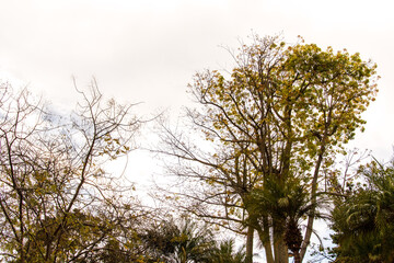 Árboles en los jardines Victoria, en el municipio de La Orotava