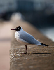 black headed gull
