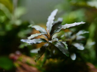 Bucephalandra