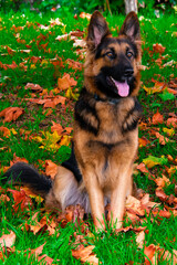 dogs in the park playing 