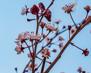 Looking up through a blooming japanese maple tree to the blue sky above