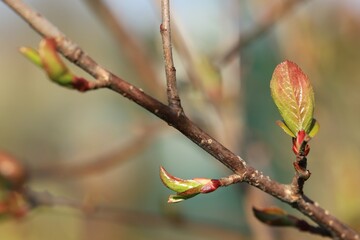 Młode liście na gałązce aronii wczesną wiosną / Young leaves on a chokeberry branch in early spring