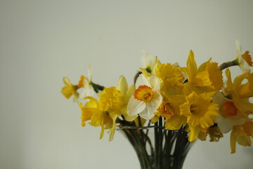 yellow daffodils in a vase