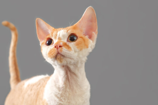  Portrait of red Cat breed Devon Rex on gray background with copy space