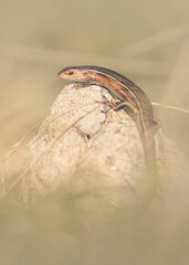 Wild Tussock Skink (Pseudemoia pagenstacheri) sitting on top of horse dung