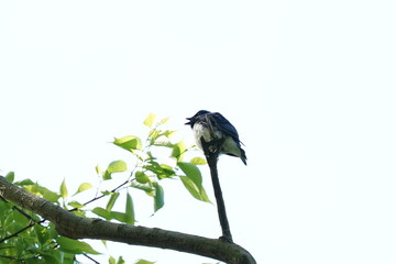 blue and white flycatcher on the branch