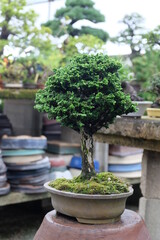 Fototapeta na wymiar bonsai