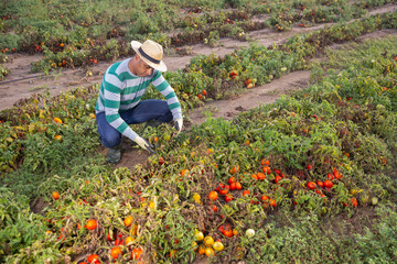 Male farmer regrets lost tomato crop after natural disaster
