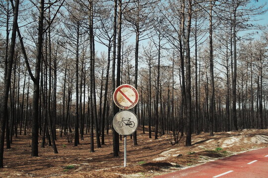 Pinhal de Leiria, ap&oacute;s inc&ecirc;ndio de 2017. Leiria, Portugal