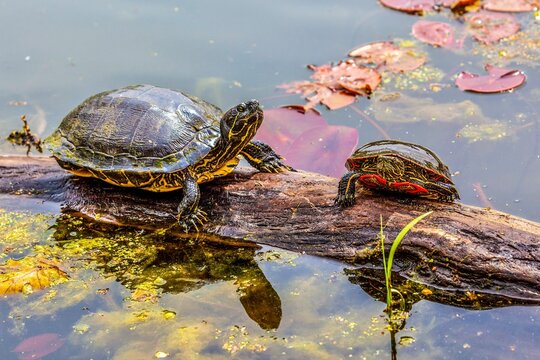 turtles on a log in pond