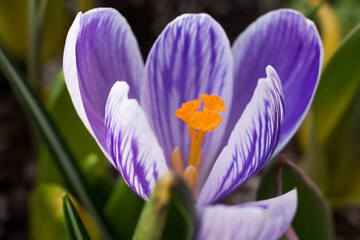 Spring purple Crocus