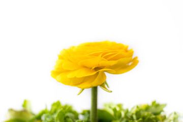 Yellow Ranunculus with green leaves and white background