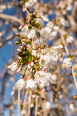 Spring Blossoms on Tree with blue sky