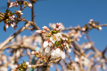 Spring Blossoms on Tree with blue sky