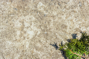 Green thuja branch on old concrete.