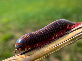 Millipede bug on a Stick