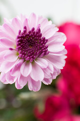 Fototapeta premium Purple mum flower 