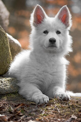 Puppy of a White Swiss Shepherd Dog lying on a stone